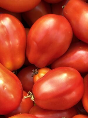 Ecoumene / Italian Roma Tomato / Annual Type / Organic Seeds - Pépinière