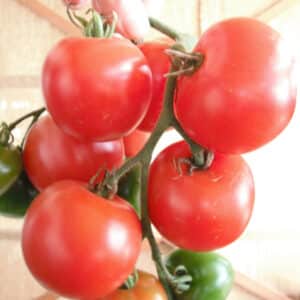 Écoumène / Tomate Standard ‘Stupice’ / Type Annuel / Semence Bio - Pépinière