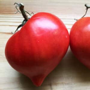 Écoumène / Tomate Cœur de Boeuf ‘Téton de Vénus’ / Type Annuel / Semences Bio - Pépinière