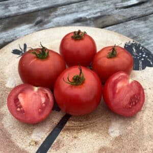 Écoumène / Tomate Standard ‘White Pour’ / Type Annuel / Semences Bio - Pépinière