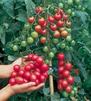 Weston / Tomate Cerise Rouge / Annuel / Sans OGM - Pépinière