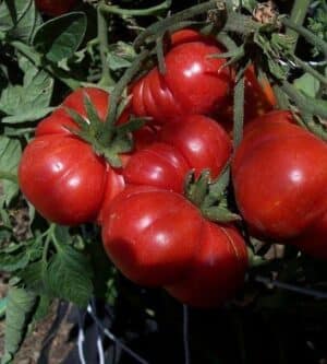 Weston / Tomato ‘Costoluto Genovese’ / Annual / Non-GMO - Pépinière