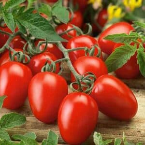 Weston / Tomate ‘Plum Napoli VF’ / Annuel / Sans OGM - Pépinière