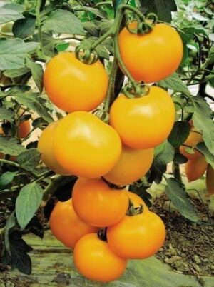 Weston / Tomate Jaune ‘Ponderosa’ / Annuel / Sans OGM - Pépinière