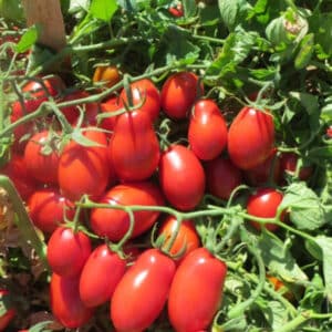 Weston / Roma Tomato VF / Annual Type / Non-GMO - Pépinière