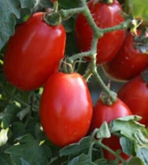 Weston / Tomate ‘San Marzano’ Déterminée / Annuel / Sans OGM - Pépinière