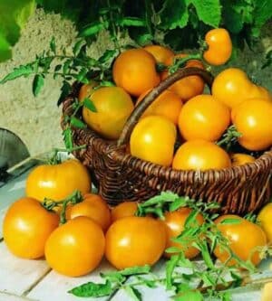 Weston / Tomate Jaune Douce ‘Tondino’ / Annuel / Sans OGM - Pépinière