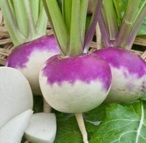 Weston / Purple Turnip ‘Milan’ / Biennial Type / Non-GMO - Pépinière