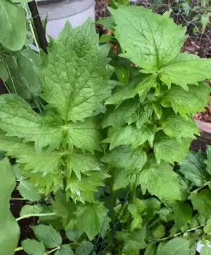 Gaia / Valerian / Organically Grown / Perennial - Pépinière