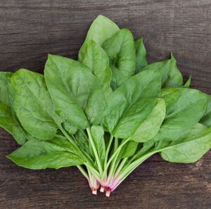 Verdil Spinach | Certified Organic by Ecocert Canada | Annual | Open Pollinated | Heirloom - Pépinière