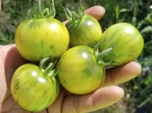 Gaia / Tomate Verte Vernissage  / Certifié Bio par Écocert Canada / Annuel - Pépinière