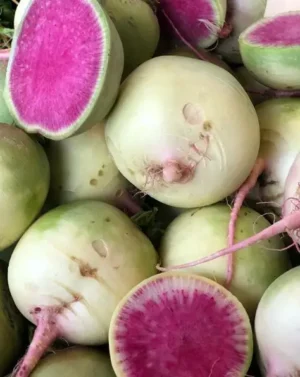 Watermelon Radish | Certified Organic by Ecocert Canada | Annual | Open Pollinated | Heirloom - Pépinière