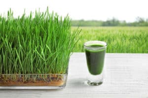 Weston / Wheatgrass / Organic Microgreens / Non-GMO - Pépinière