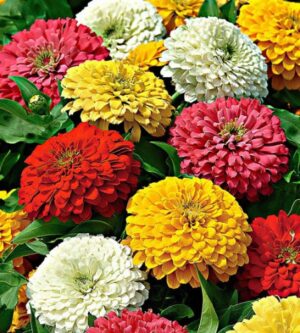 Weston / Giant Zinnia Flower Mix / Annual Type / Non-GMO - Pépinière