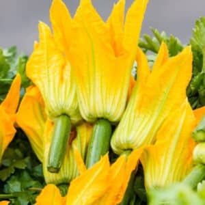 Weston / Zucchini Flowers / Annual / Non-GMO - Pépinière