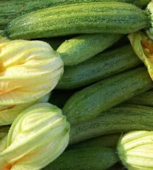 Weston / Zucchini ‘Romanesco’ / Annual Type / Non-GMO - Pépinière