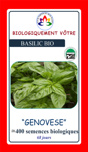Genovese Basil ( Genovese ) Organic - Pépinière
