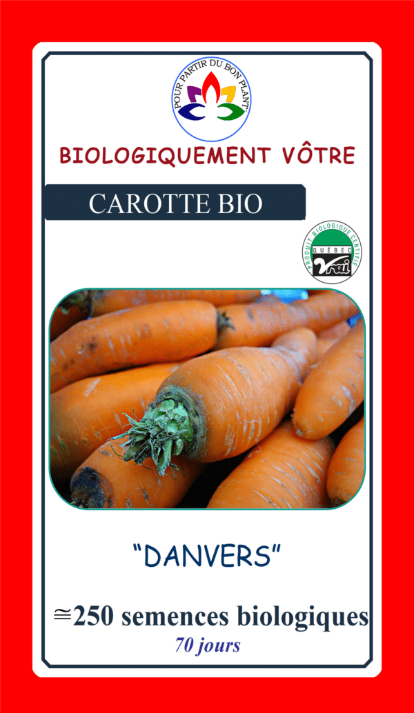 Carotte Danvers Bio - Pépinière