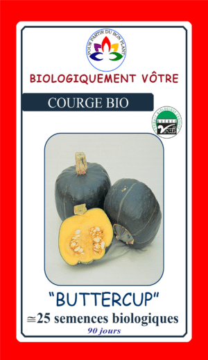 Courge ‘Buttercup’ Bio - Pépinière