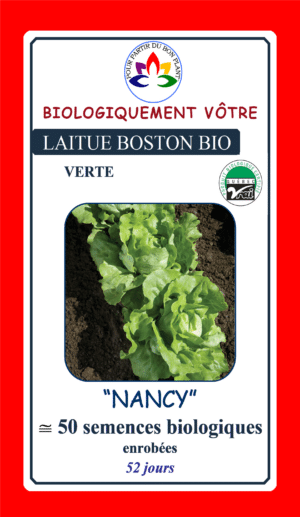 Laitue Boston ‘Nancy’ Bio - Pépinière