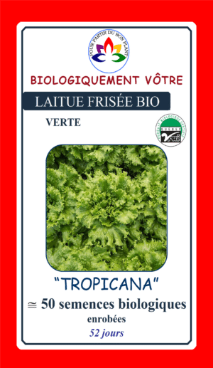 Laitue Frisée Verte ‘Tropicana’ Bio - Pépinière