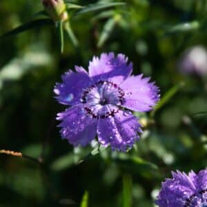 Siberian Blues Carnation / Perennial Type / Organic Seeds - Pépinière