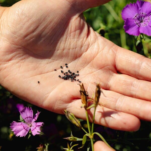Ecoumene / Carnation ‘Siberian Blues’ / Perennial Type / Organic Seeds - Pépinière