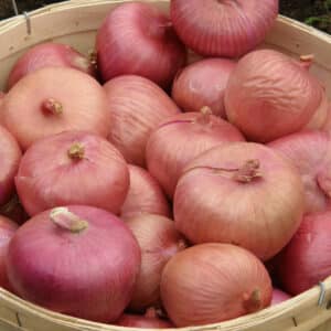Ecoumene / Onion ‘Rossa di Milano’ / Biennial Type / Organic Seeds - Pépinière