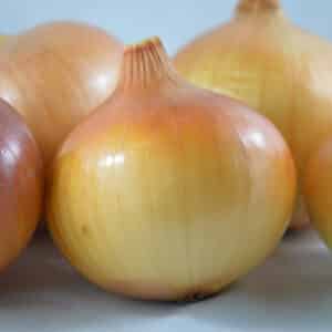 Ecoumene / Onion ‘Yellow of Parma’ / Biennial Type / Organic Seeds - Pépinière