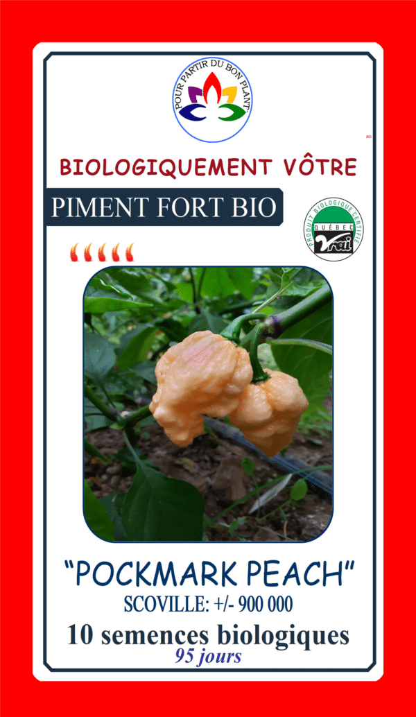Piment Fort ‘Pockmark Peach’ Bio - Pépinière