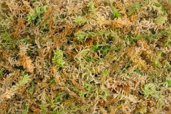 SPAGMOSS / New Zealand Sphagnum Moss - Pépinière
