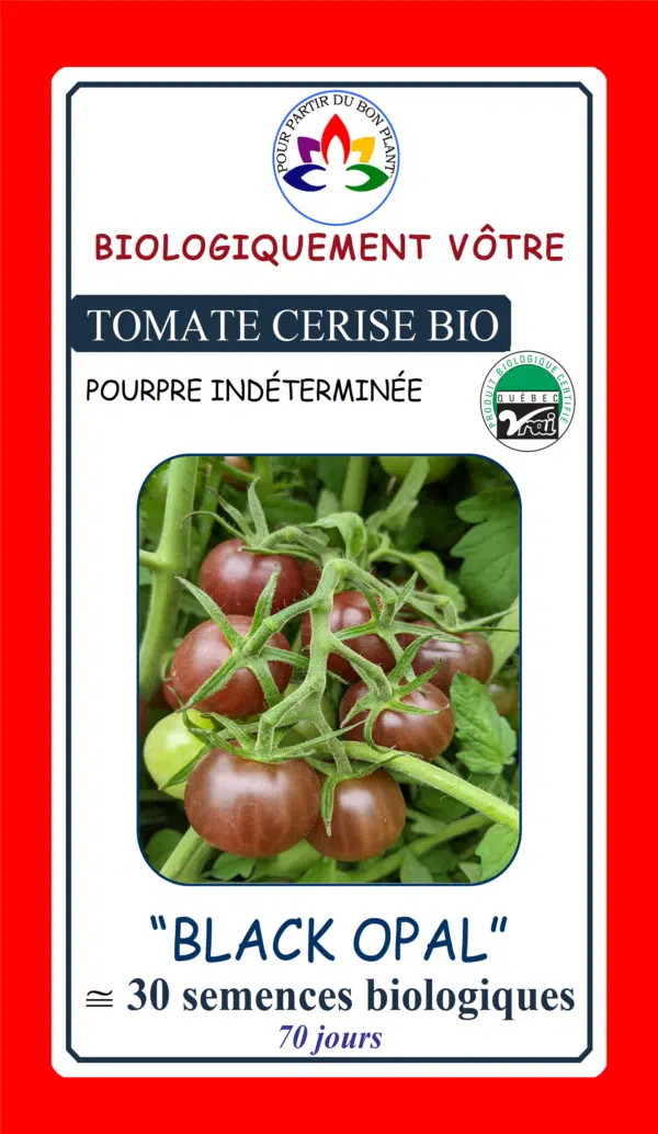 Tomate Cerise Pourpre ‘Black Opal’ Bio - Pépinière