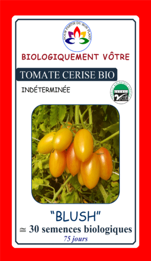 Tomate Cerise Jaune ‘Blush’ Bio - Pépinière