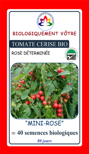 Tomate Cerise Mini-Rose Bio - Pépinière