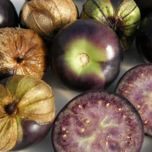Ecoumene / Tomatillo ‘Purple’ / Annual Type / Organic Seeds - Pépinière