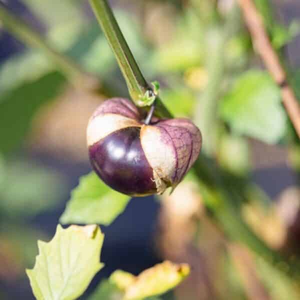 Écoumène / Tomatillo ‘Purple’ / Type Annuel / Semences Bio - Pépinière