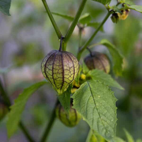 Écoumène / Tomatillo ‘Purple’ / Type Annuel / Semences Bio - Pépinière