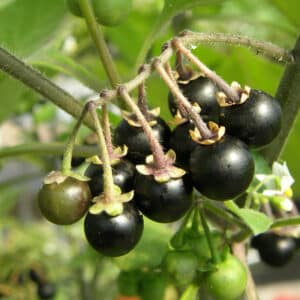 Ecoumene / Nightshade ‘Sunberry’ / Annual Type / Organic Seeds - Pépinière