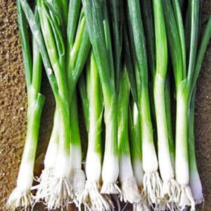 Ecoumene / Bunching Onion Parade / Biennial Type / Organic Seeds - Pépinière